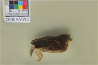 藏品(麻雀)的圖片